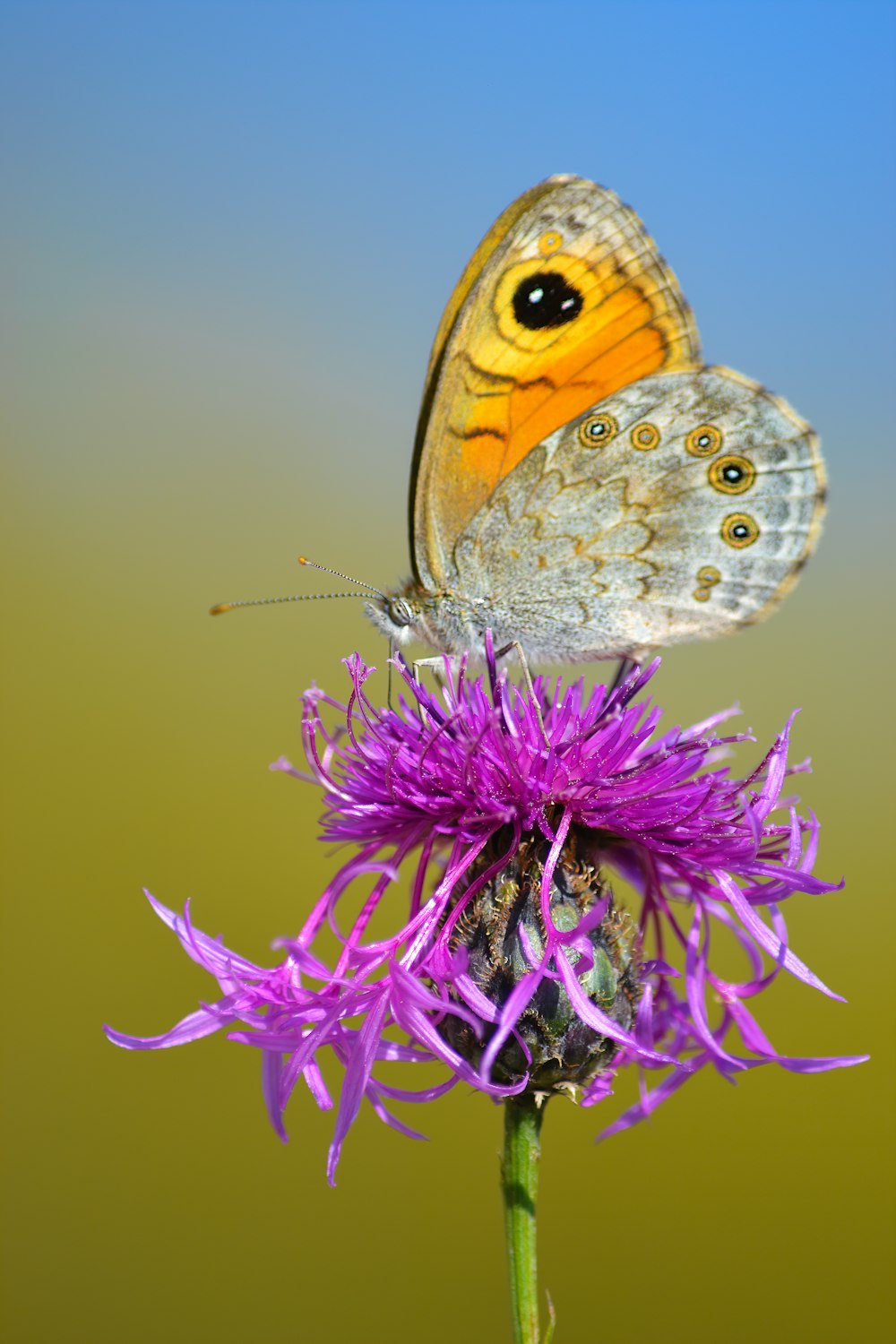 brown and white butterfly perched on purple flower in close up photography during daytime