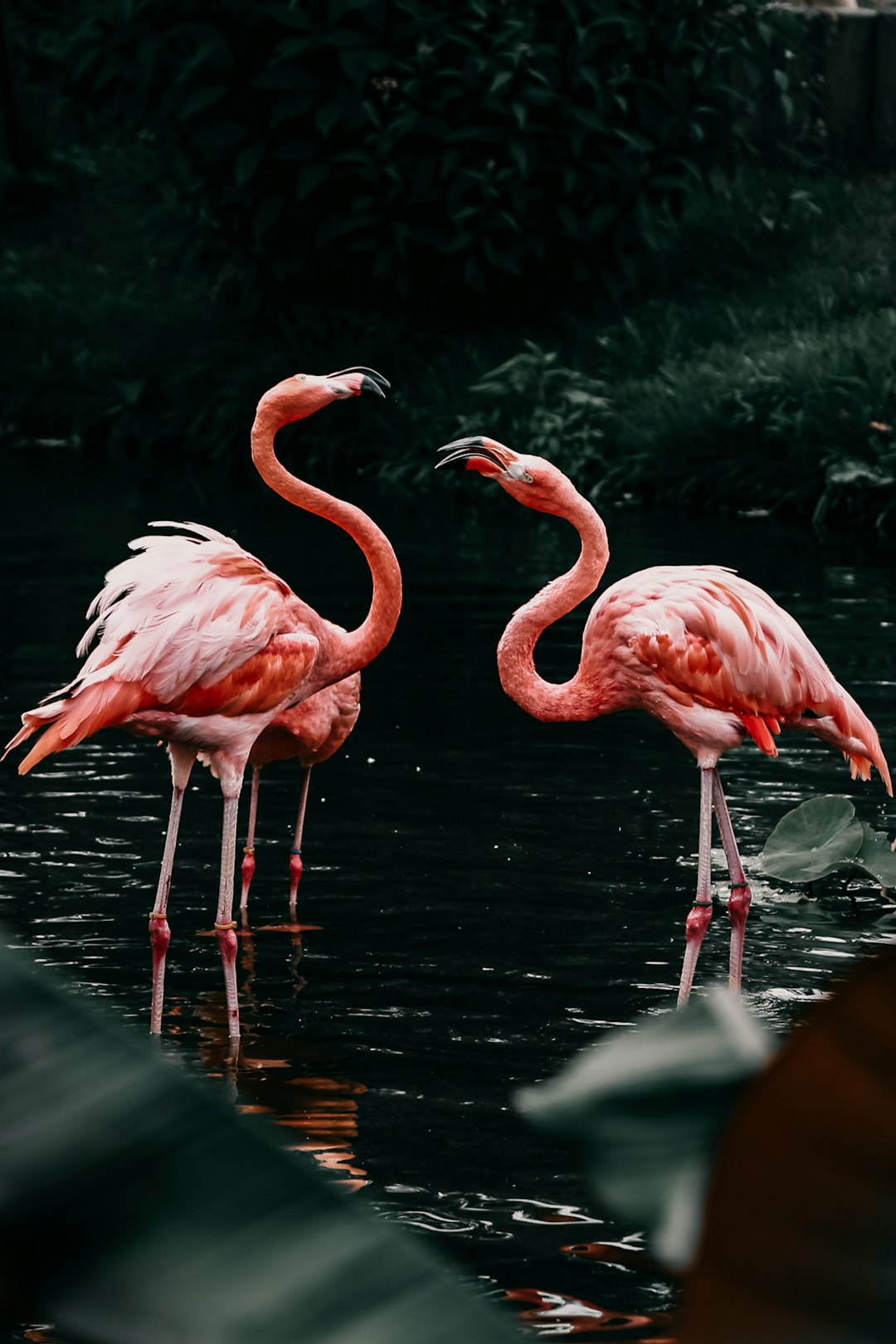  pink flamingos on water during daytime flamingo