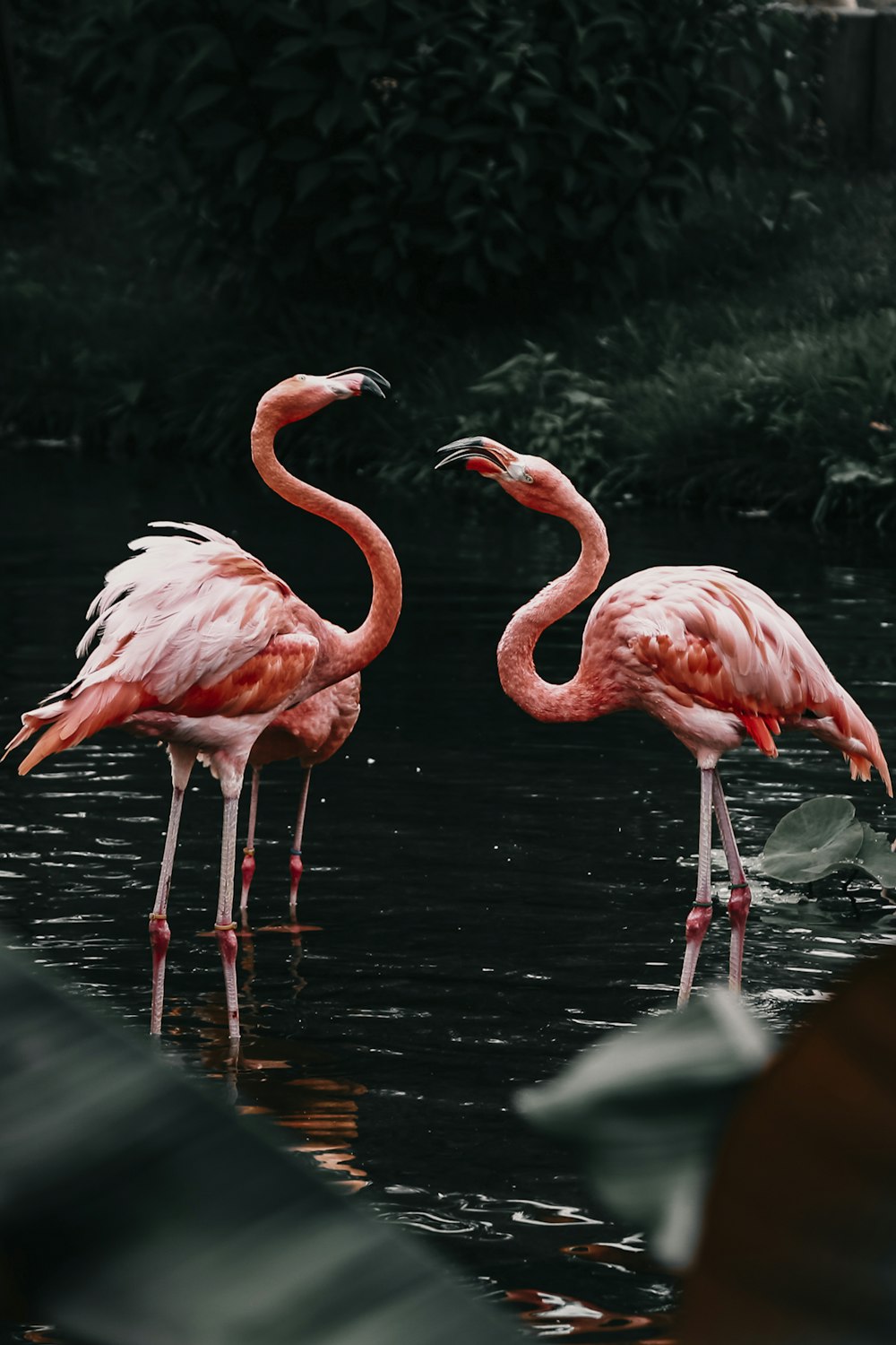Flamingo Wallpapers Free Hd Download 500 Hq Unsplash
