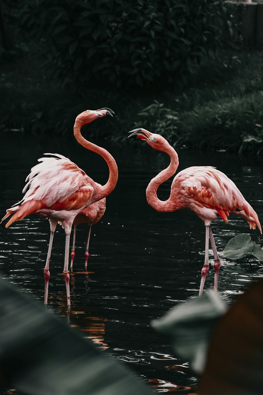 Flamencos rosados en el agua durante el día