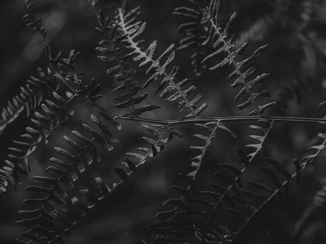 grayscale photo of green leaf plant