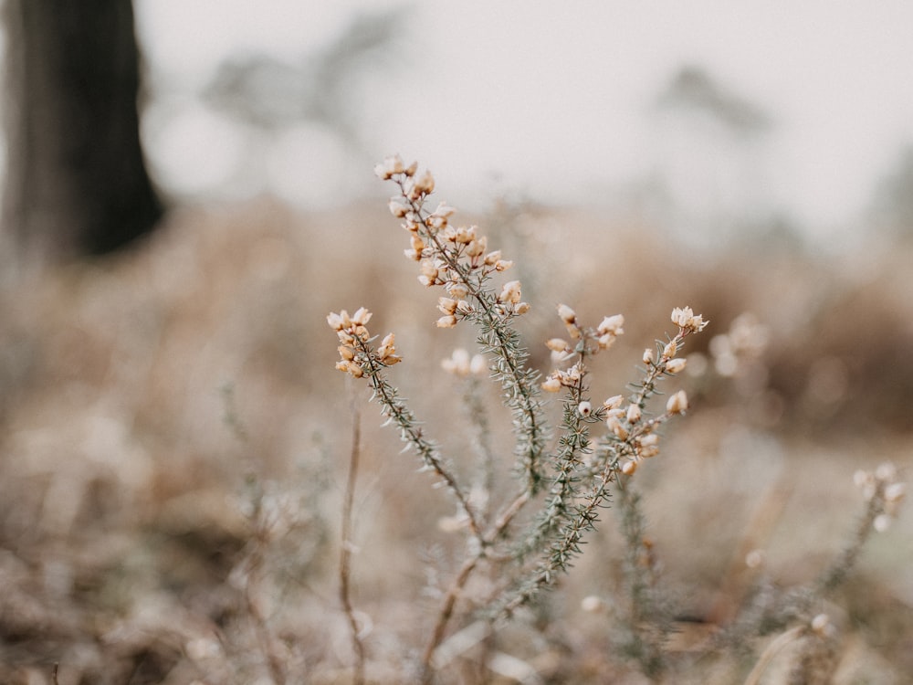 brown plant in tilt shift lens