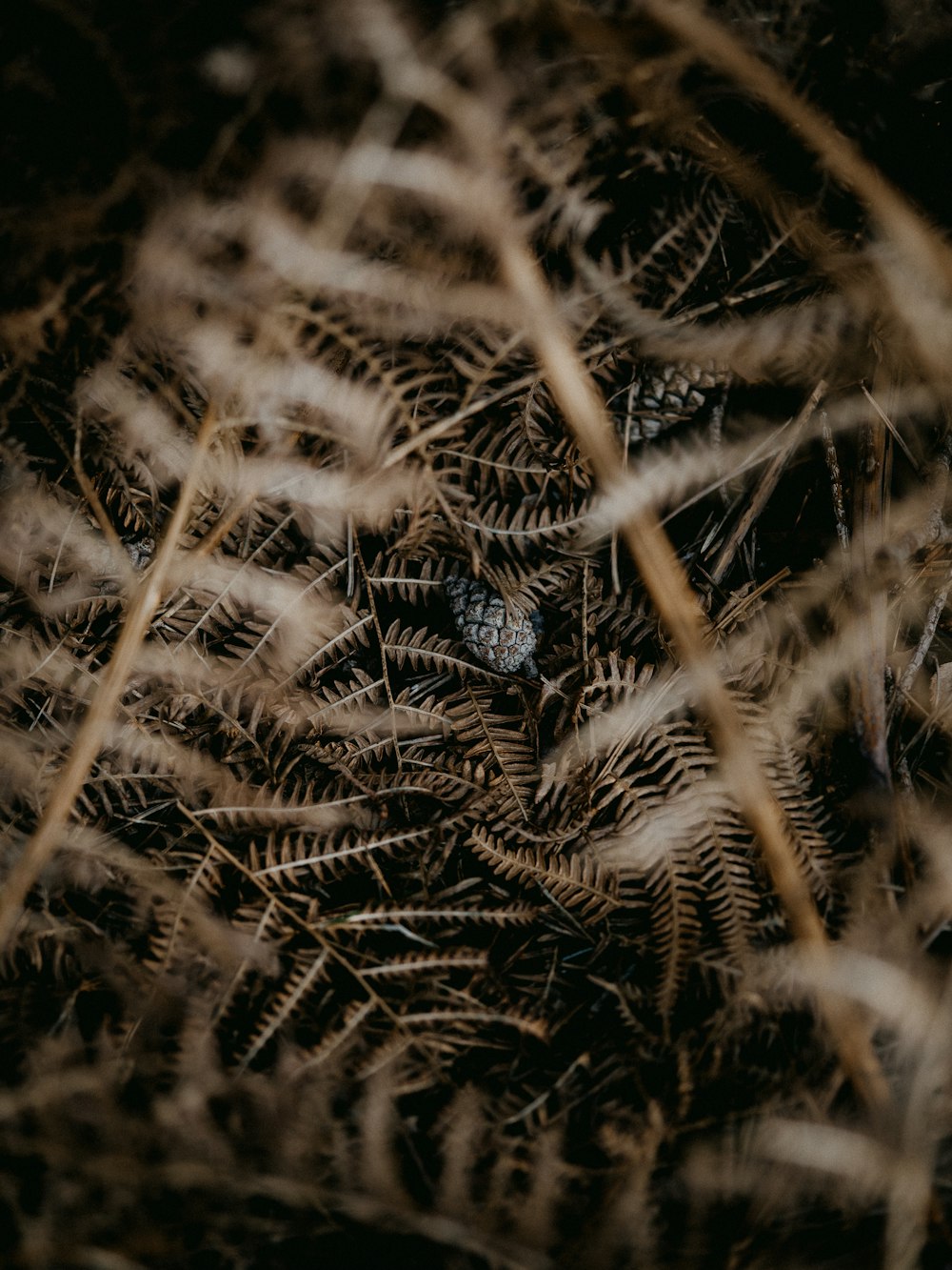 white and black spider web