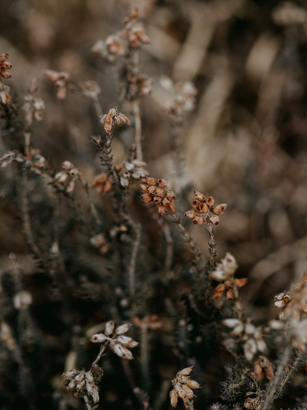 brown flowers in tilt shift lens