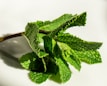 Hand holding a sprig of fresh mint leaves against a soft sunlight background