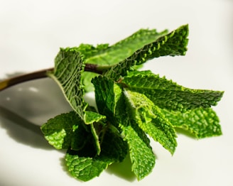 A close-up of a natural miswak stick placed on a wooden surface, surrounded by fresh mint leaves.