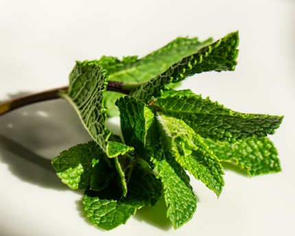 A close-up of a natural miswak stick placed on a wooden surface, surrounded by fresh mint leaves.
