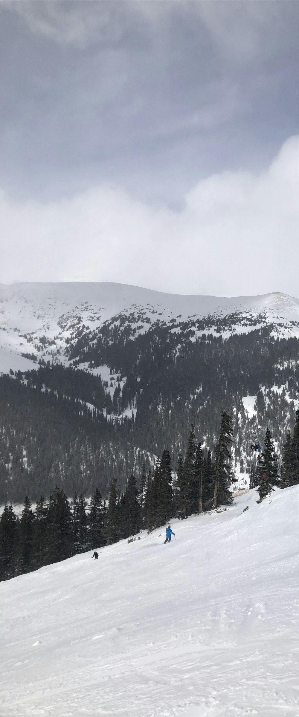 昼間の雪山の緑の松の木