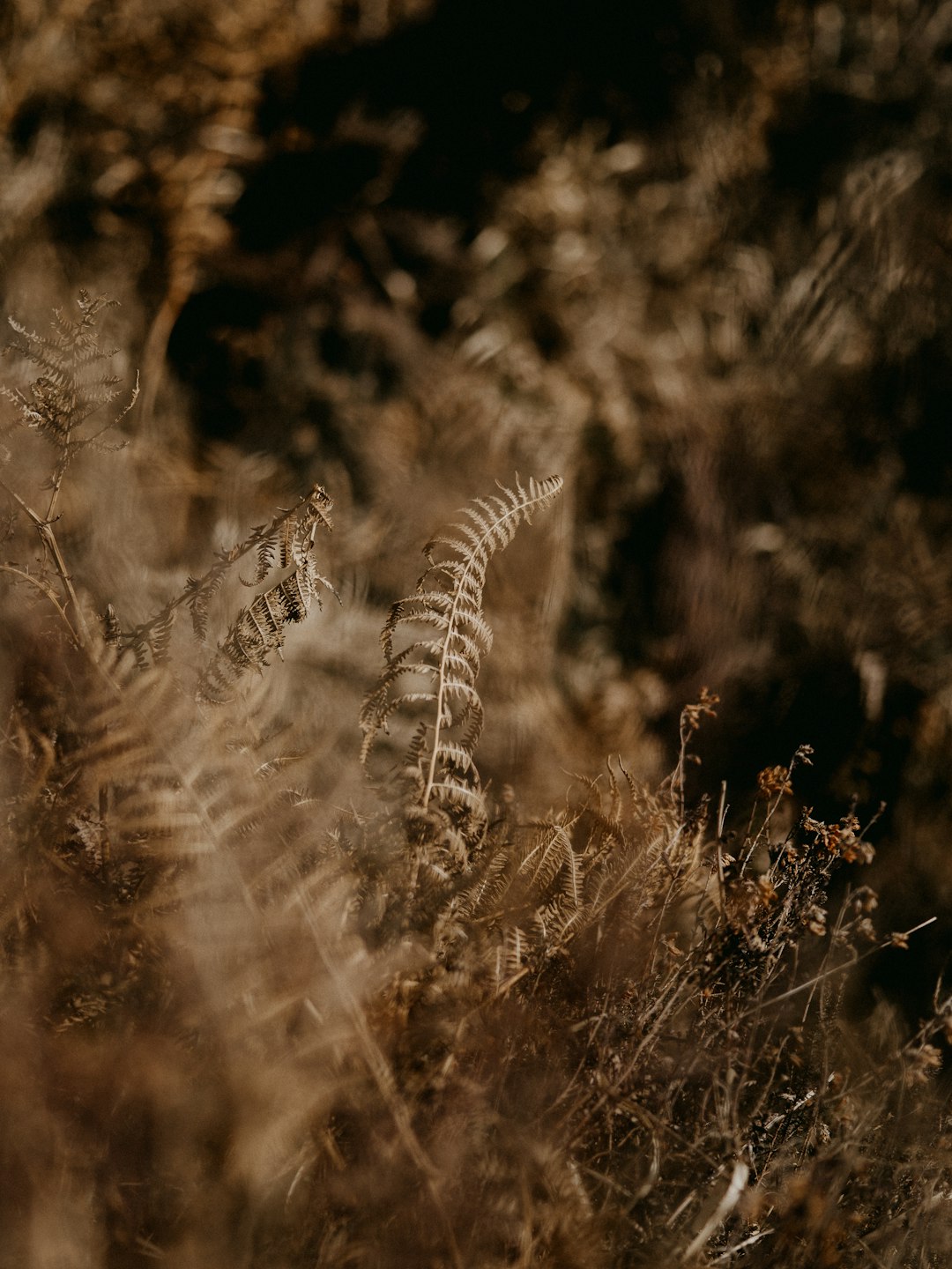 white and black plant in close up photography