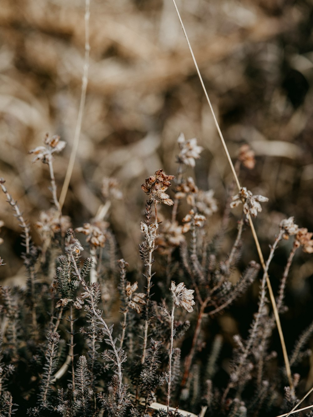 white flowers in tilt shift lens