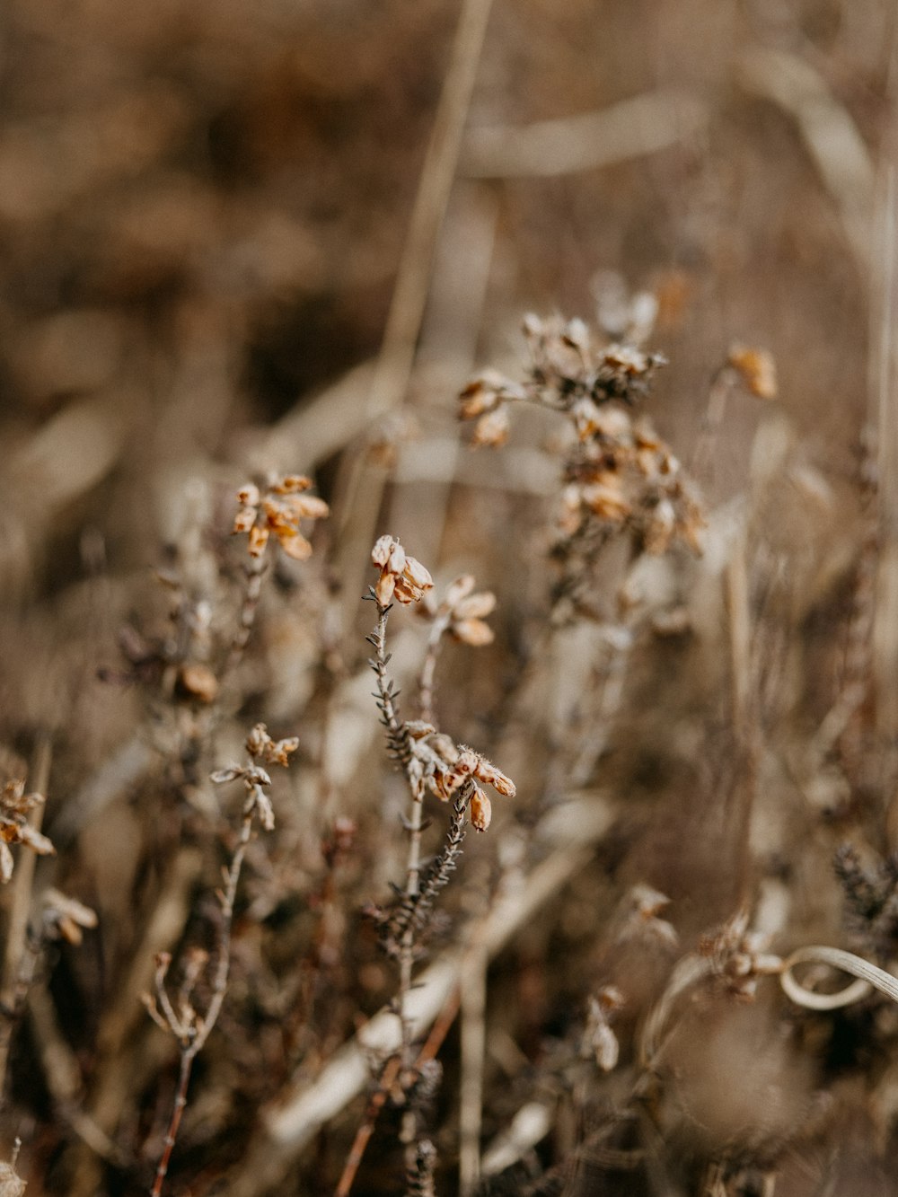 brown and white flower in tilt shift lens