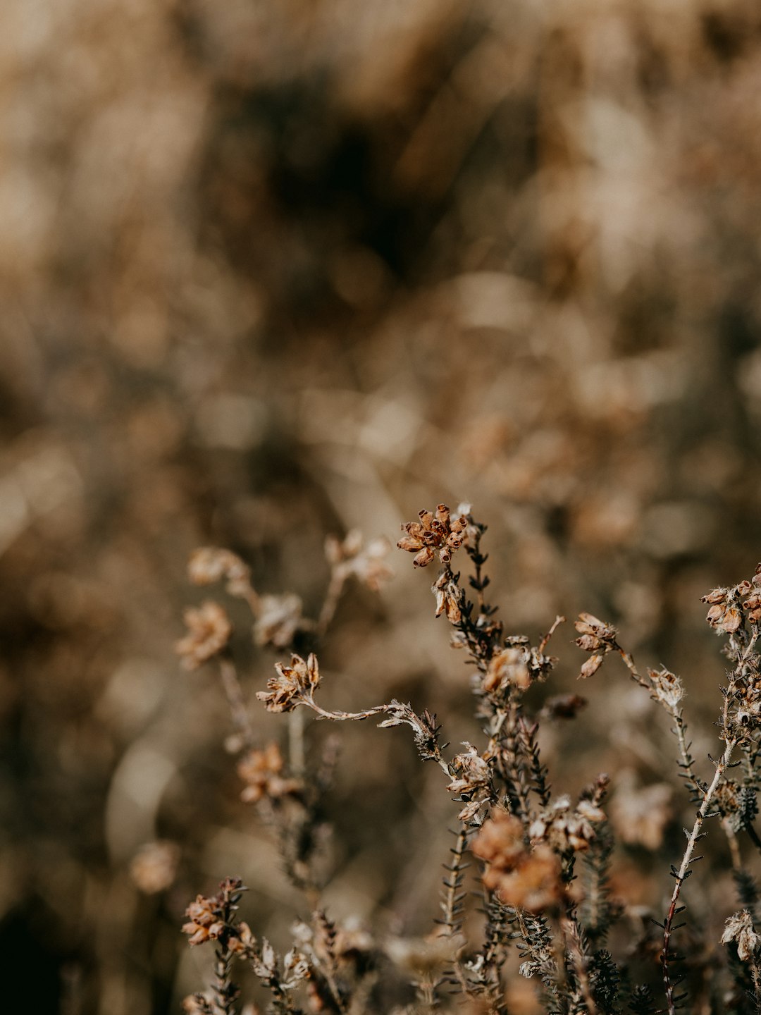 brown plant in tilt shift lens