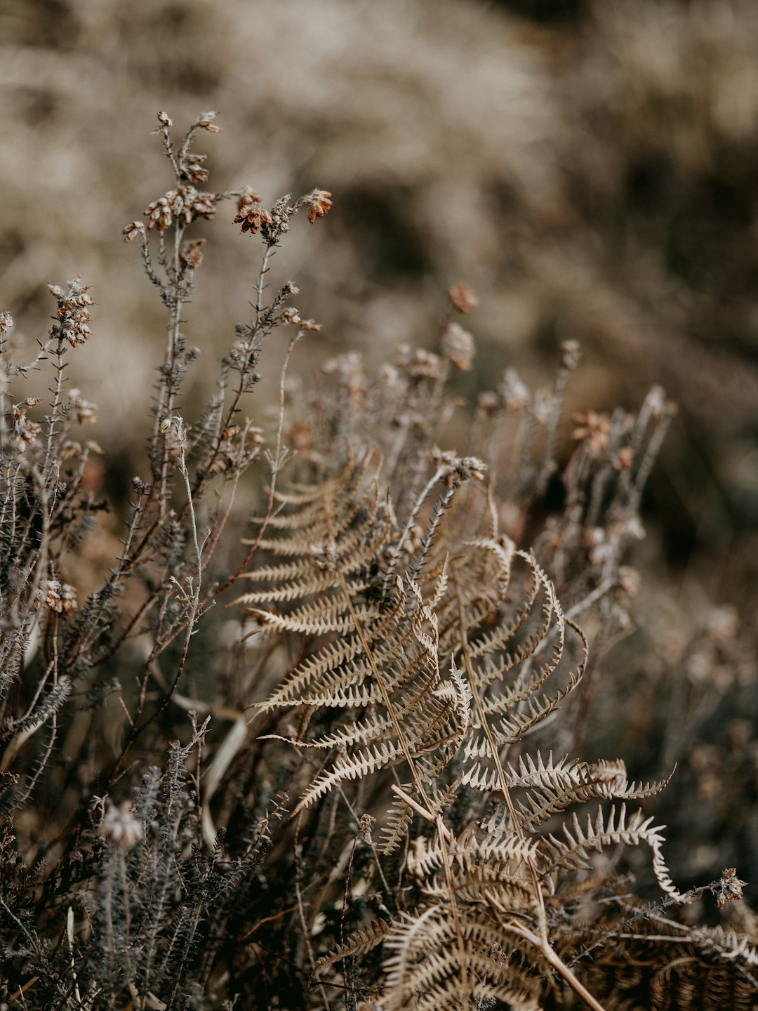 brown plant in tilt shift lens