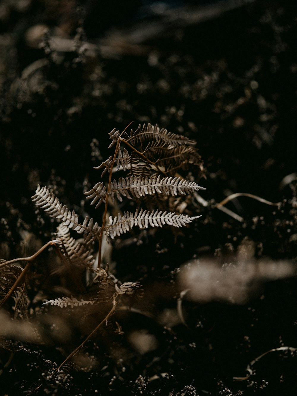 grayscale photo of pine tree