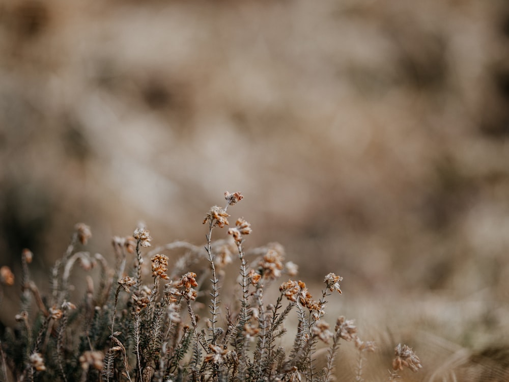 brown and white flower field during daytime