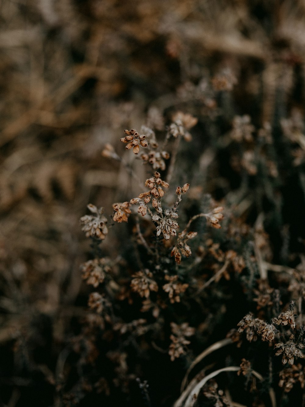 white flowers in tilt shift lens