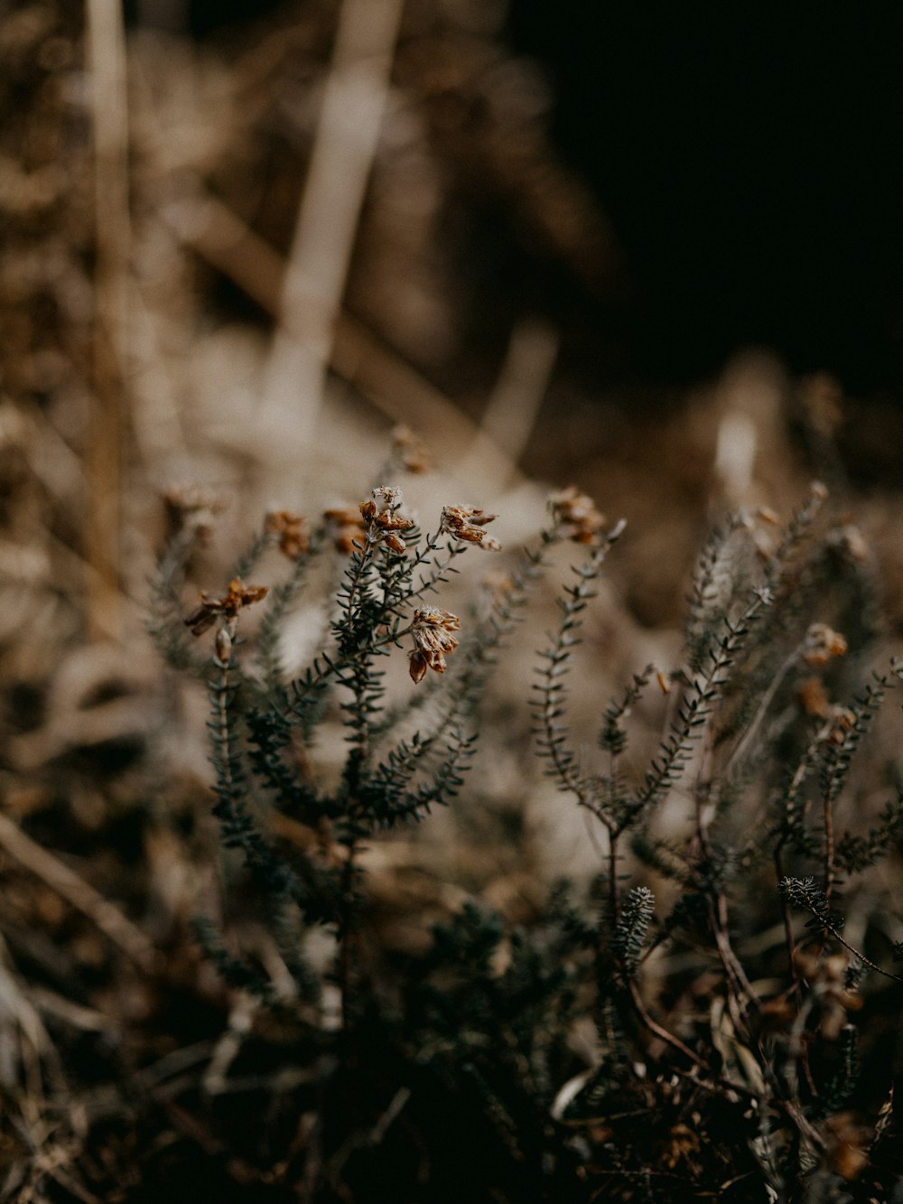 white and brown plant in tilt shift lens