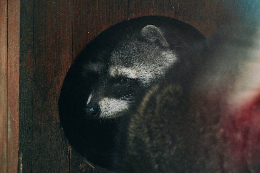 black and white animal on brown wooden table