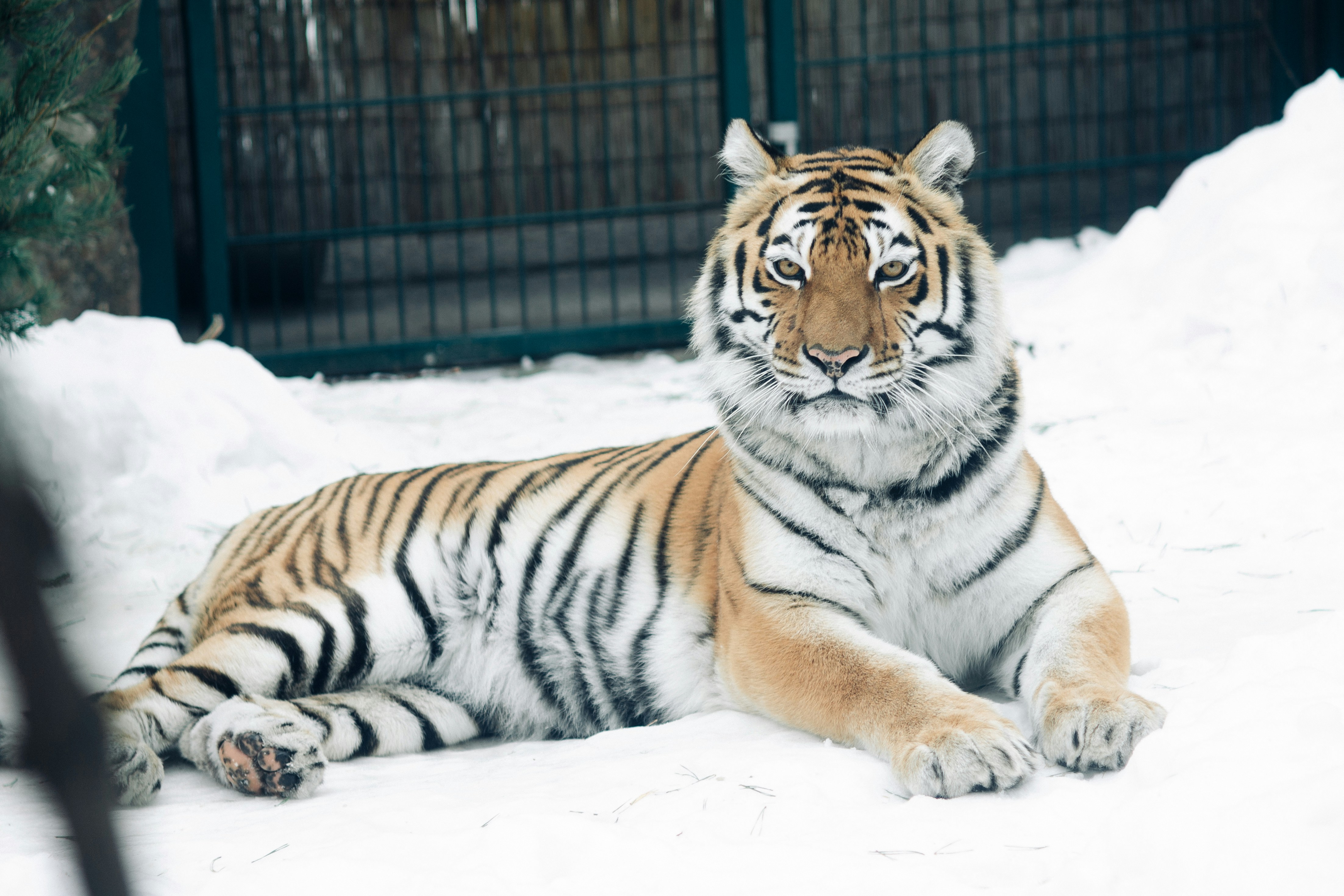 1. The Siberian Tiger’s Snowy Comeback (image credits: unsplash)