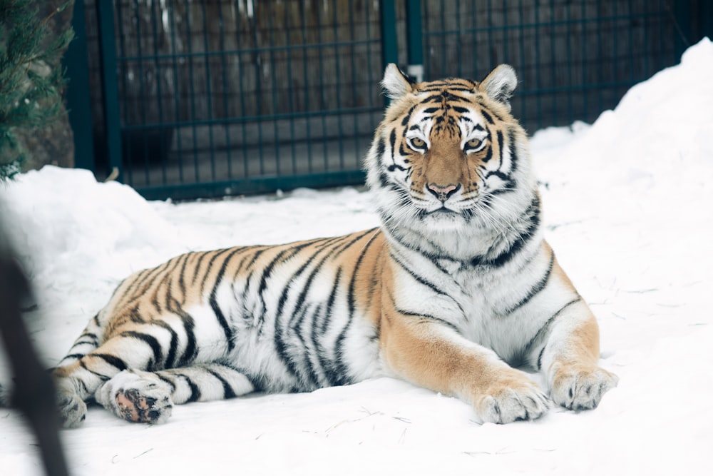 tiger lying on snow covered ground during daytime