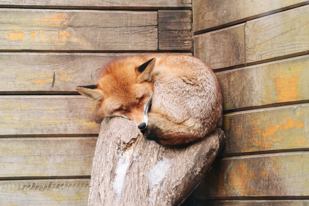 Brauner Fuchs liegt auf braunem Holz