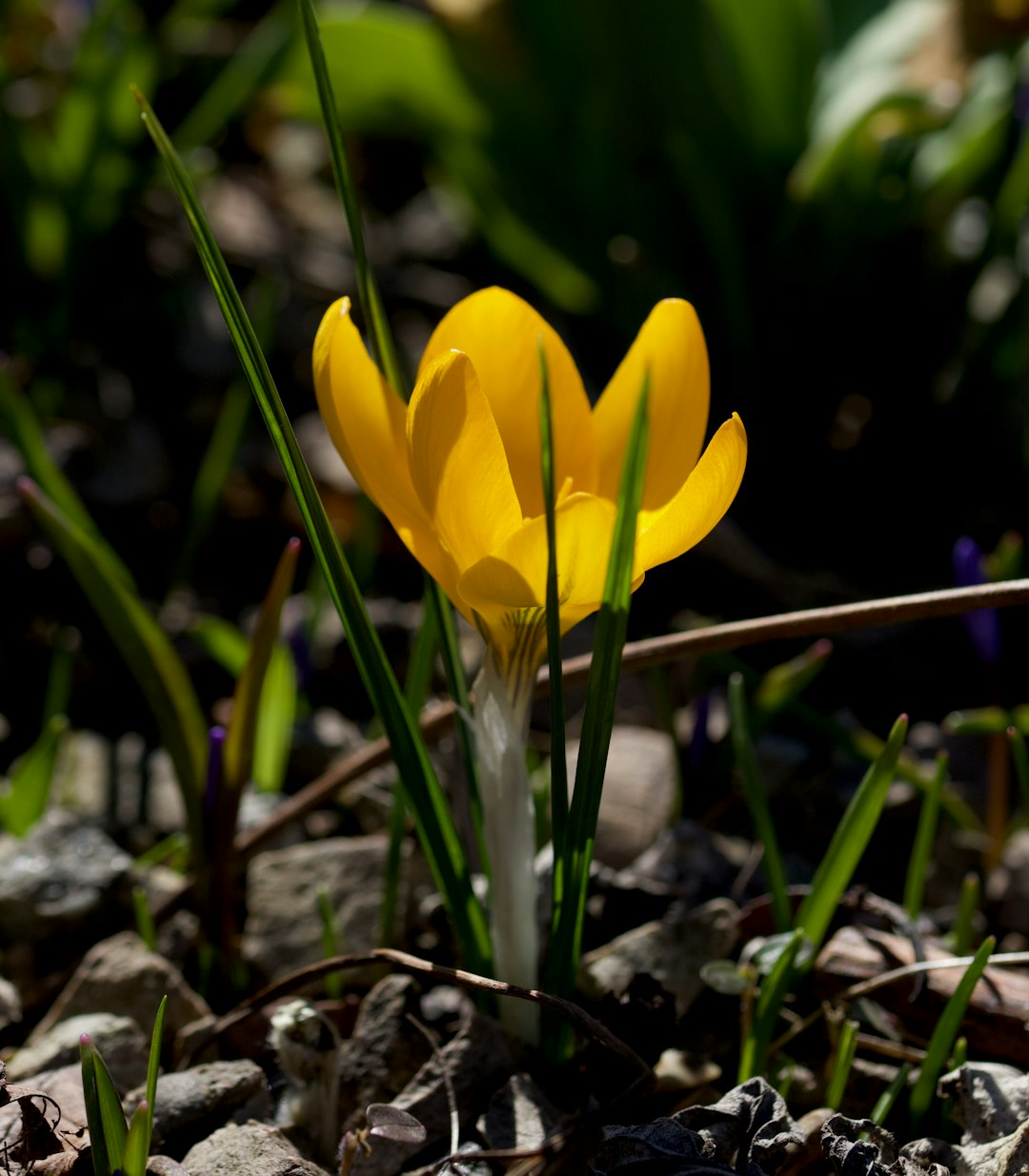 yellow flower on brown soil