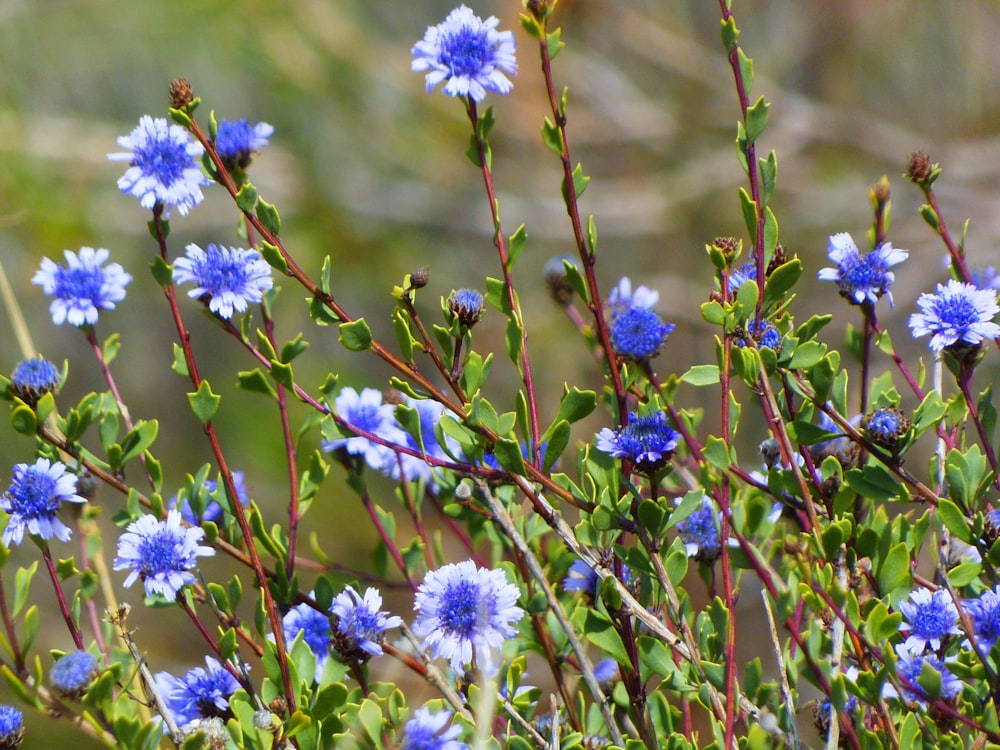 ein Strauß blauer Blumen, die auf einem Feld wachsen