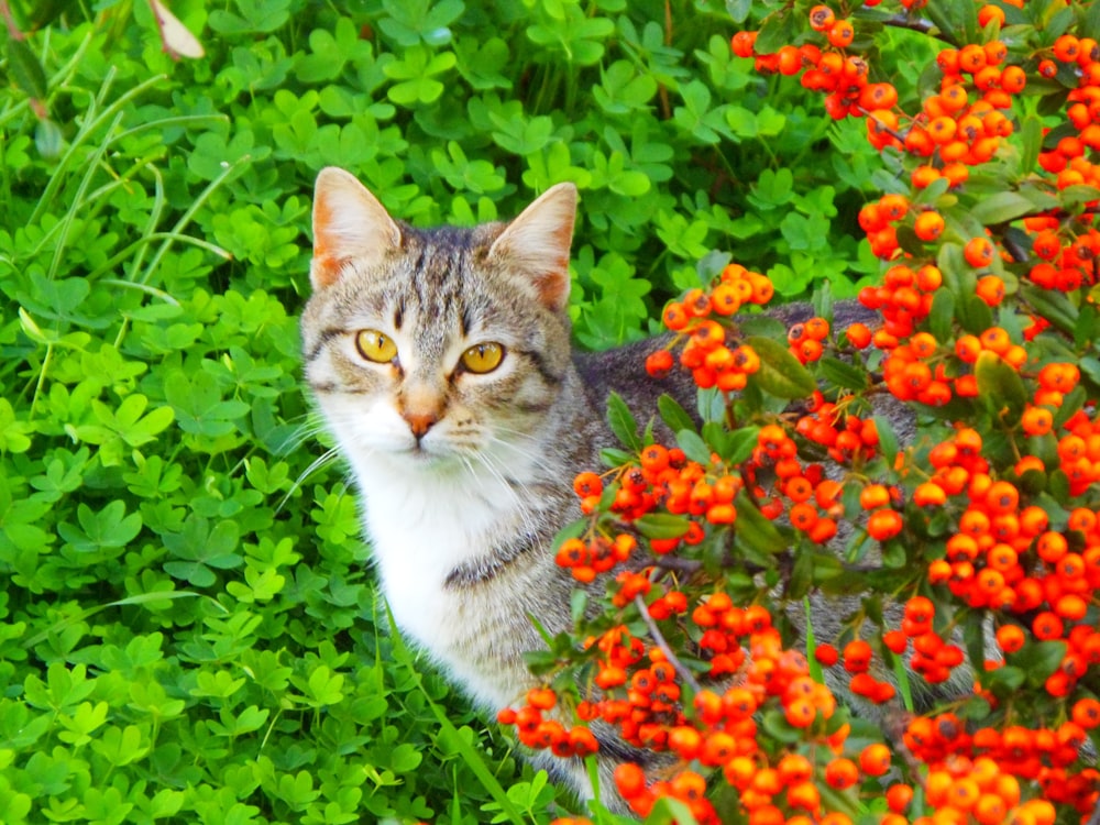 a cat sitting in the middle of a field of flowers