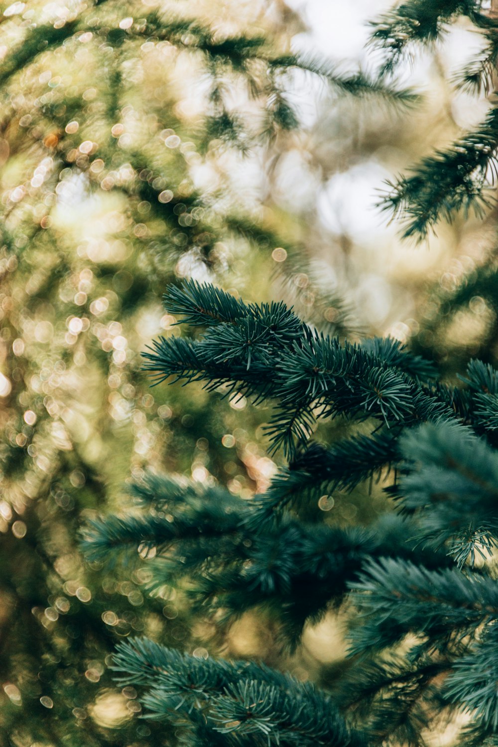 green pine tree with snow