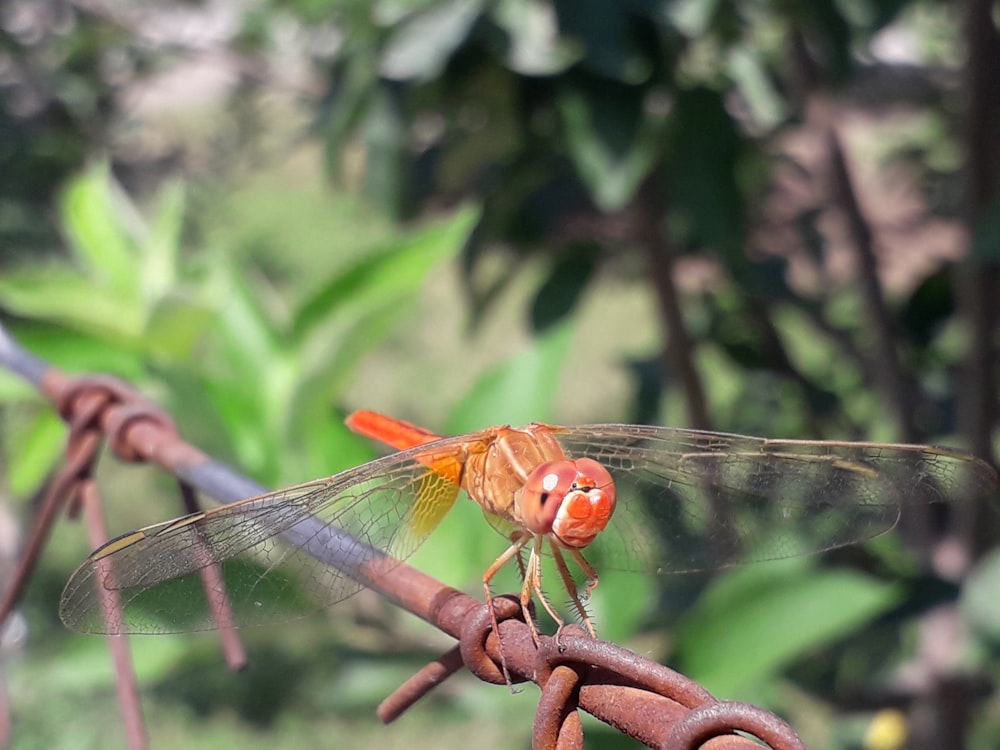 brown and black dragonfly on brown stem in tilt shift lens