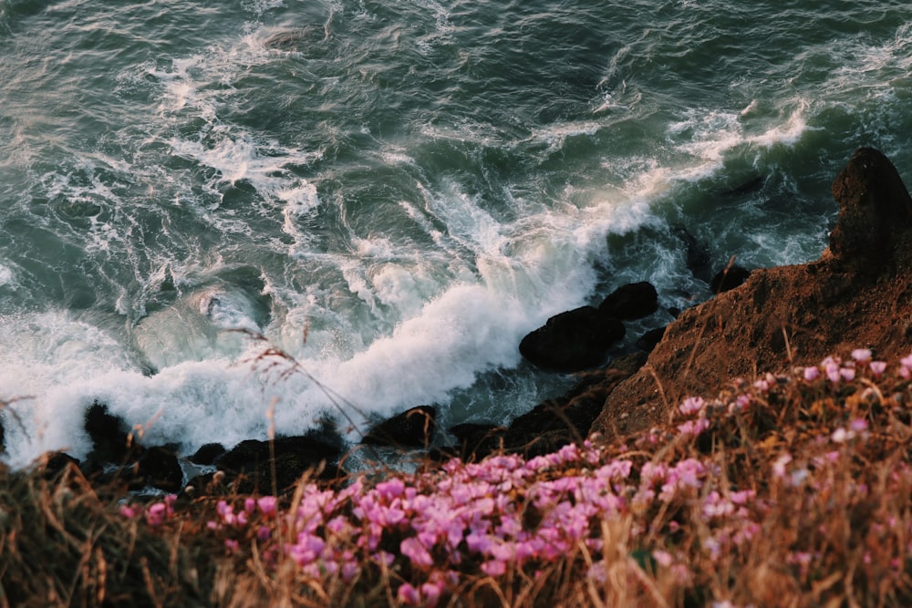 purple flowers near body of water during daytime