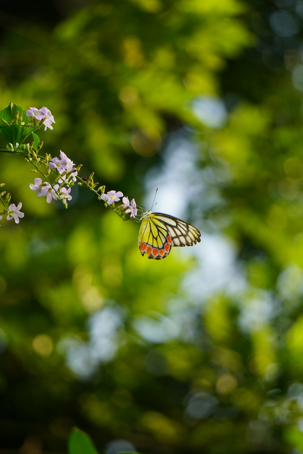 tiger swallowtail butterfly perched on purple flower in close up photography during daytime