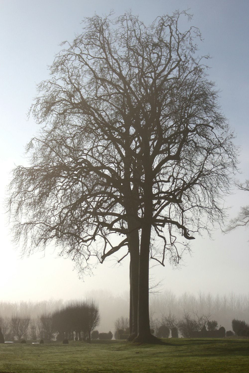 black bare tree on green grass field during daytime