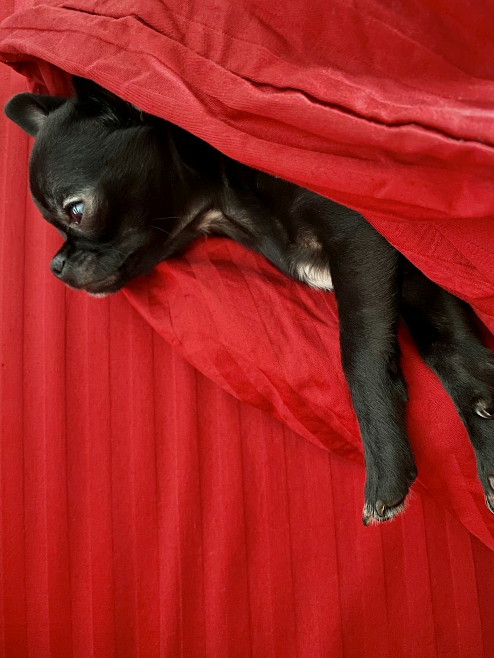black short coated small dog on red textile