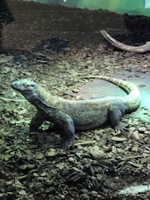 A large lizard resting on a surface covered with wood chips. It has a long body and tail, with scaly skin that is gray in color, accented with lighter markings. The lizard is positioned in a naturalistic enclosure with a piece of wood in the background.