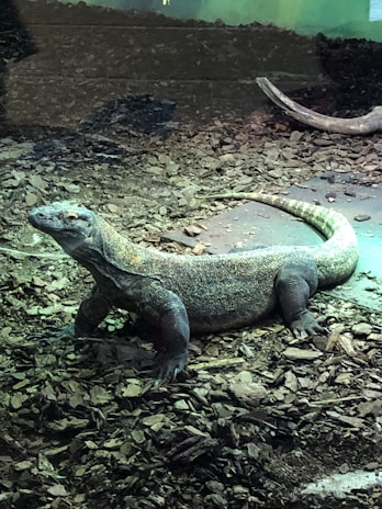 A large lizard resting on a surface covered with wood chips. It has a long body and tail, with scaly skin that is gray in color, accented with lighter markings. The lizard is positioned in a naturalistic enclosure with a piece of wood in the background.