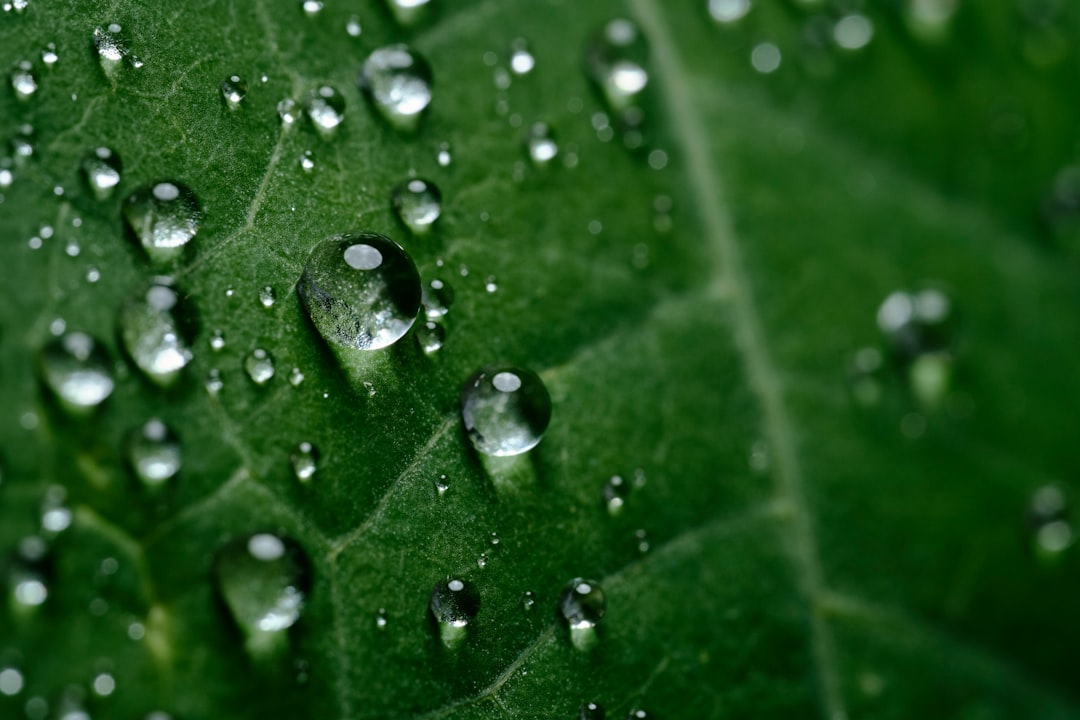 water droplets on green leaf