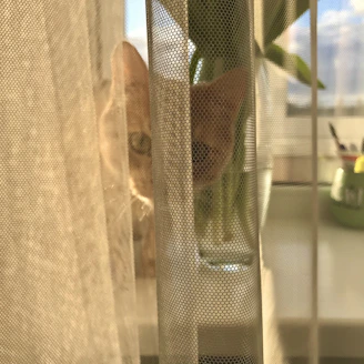 A curious tabby cat peeking through a sunlit window.