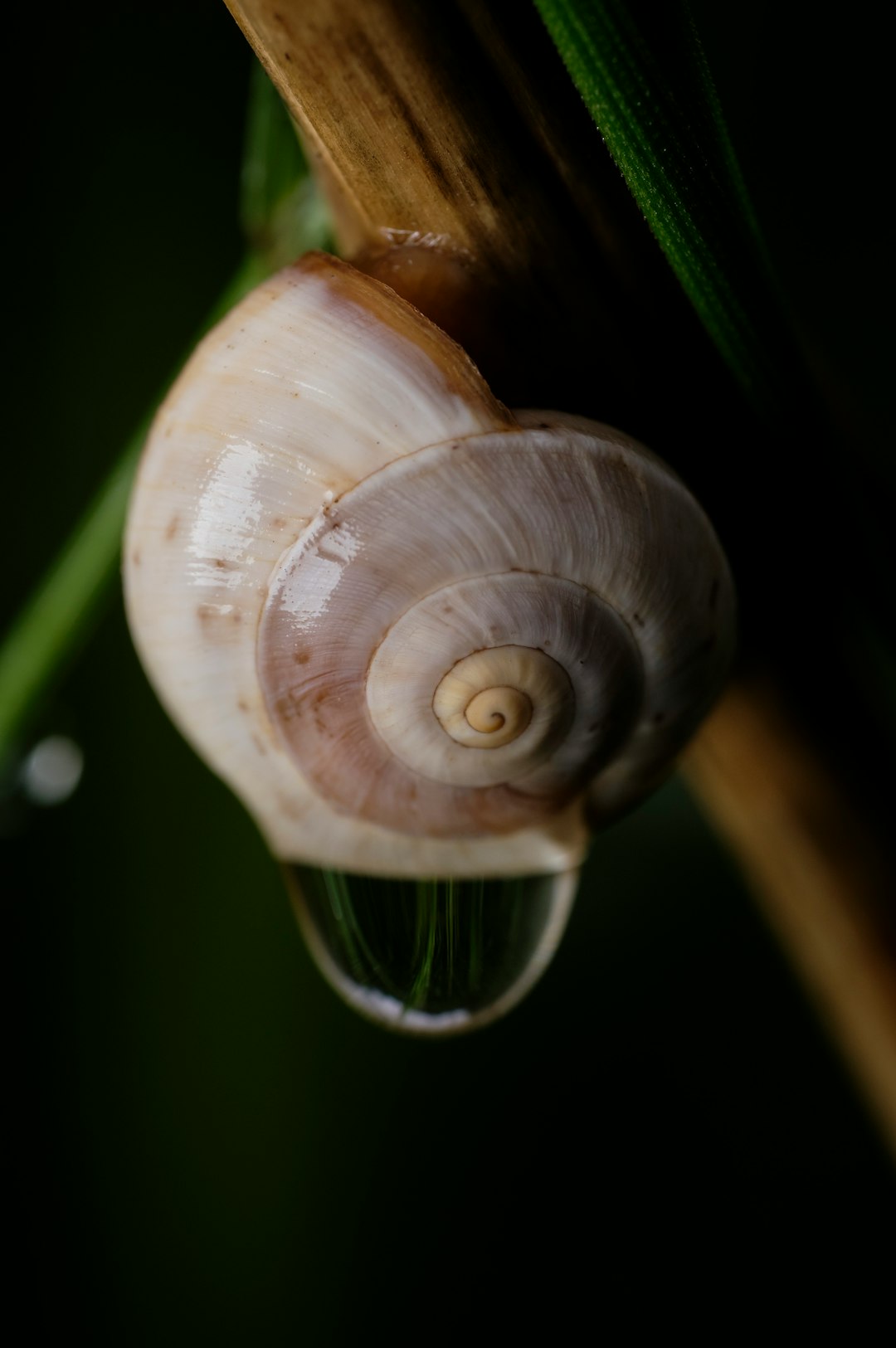 white and brown snail on green stem