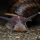 brown snail on gray concrete pavement