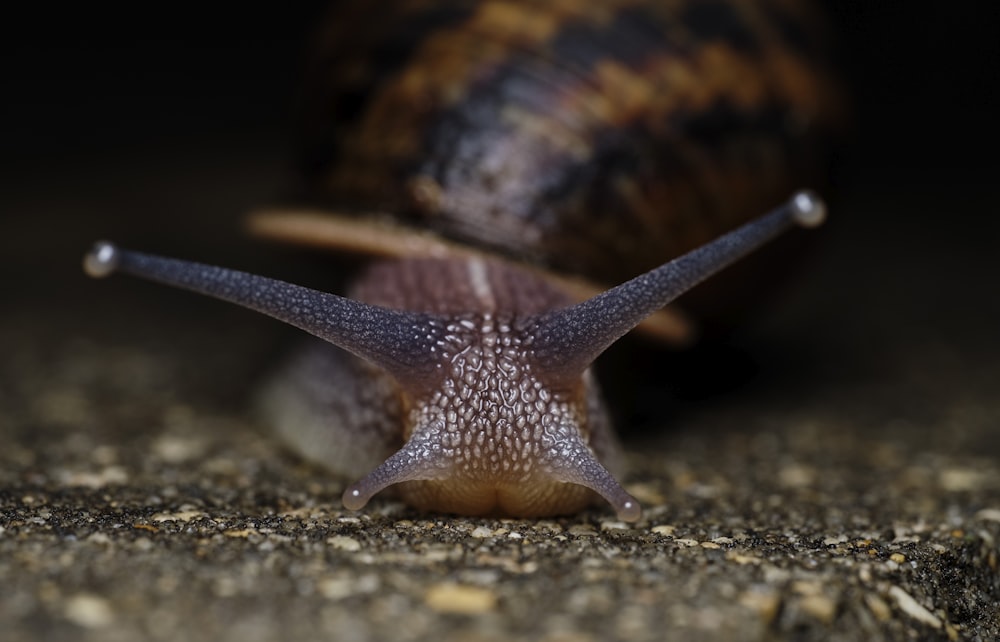 escargot brun sur chaussée en béton gris