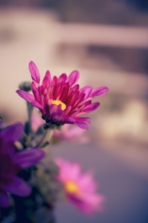 purple flower in tilt shift lens