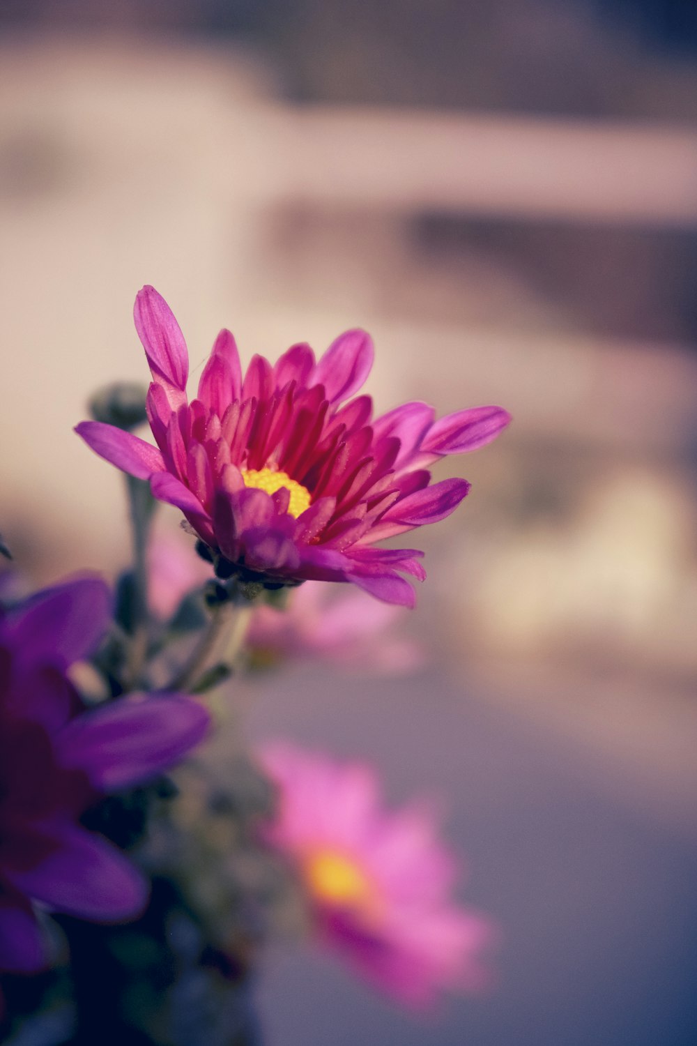 purple flower in tilt shift lens