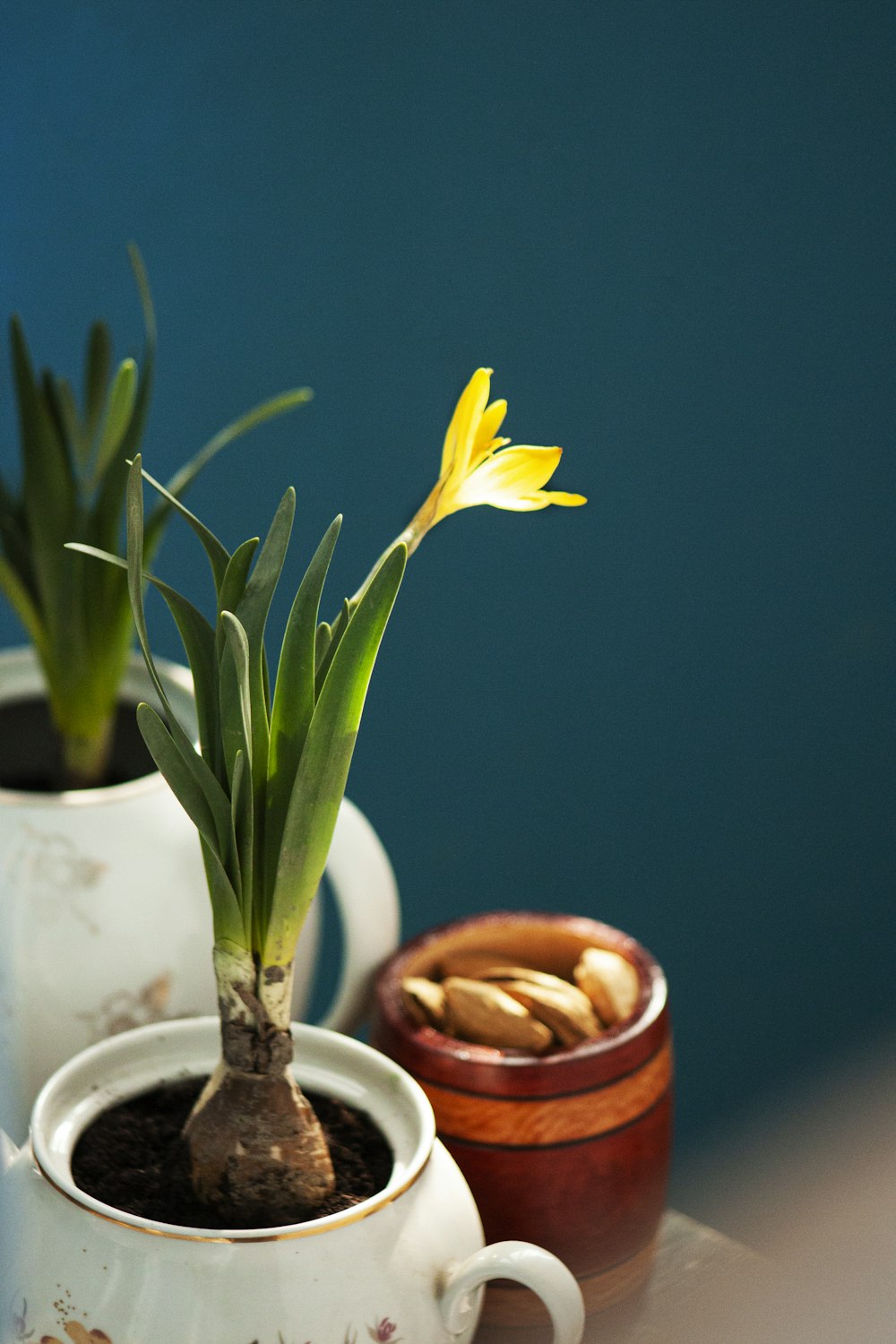 yellow flower on brown clay pot