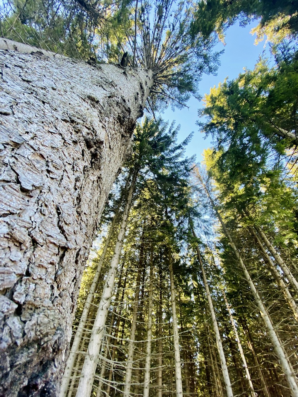 green trees on gray rock formation during daytime