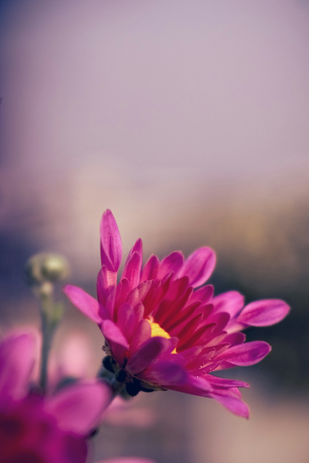 pink flower in tilt shift lens