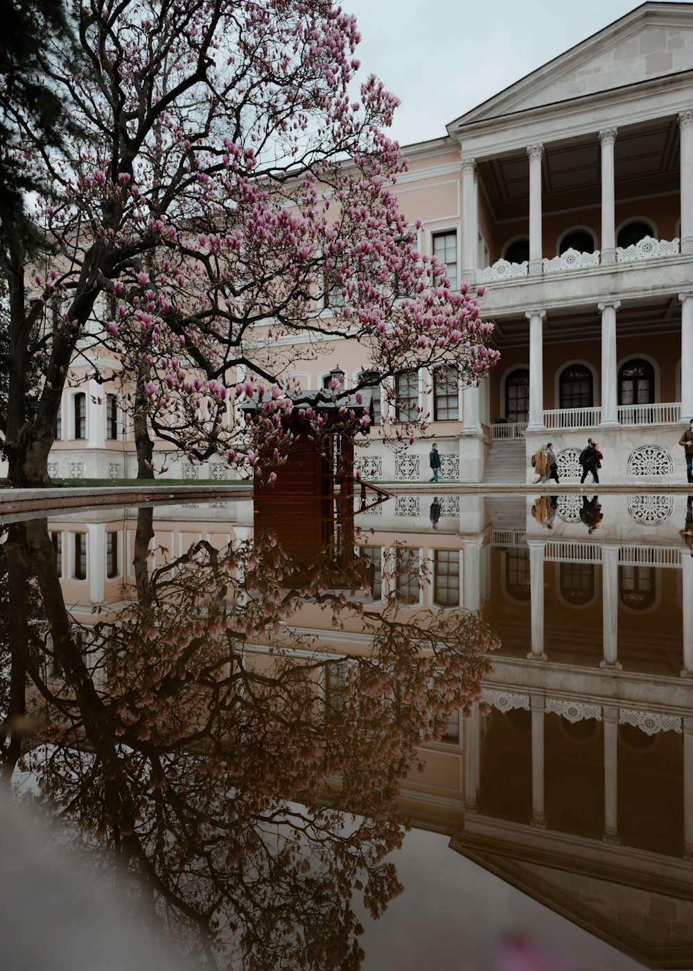 pink cherry blossom tree near white concrete building