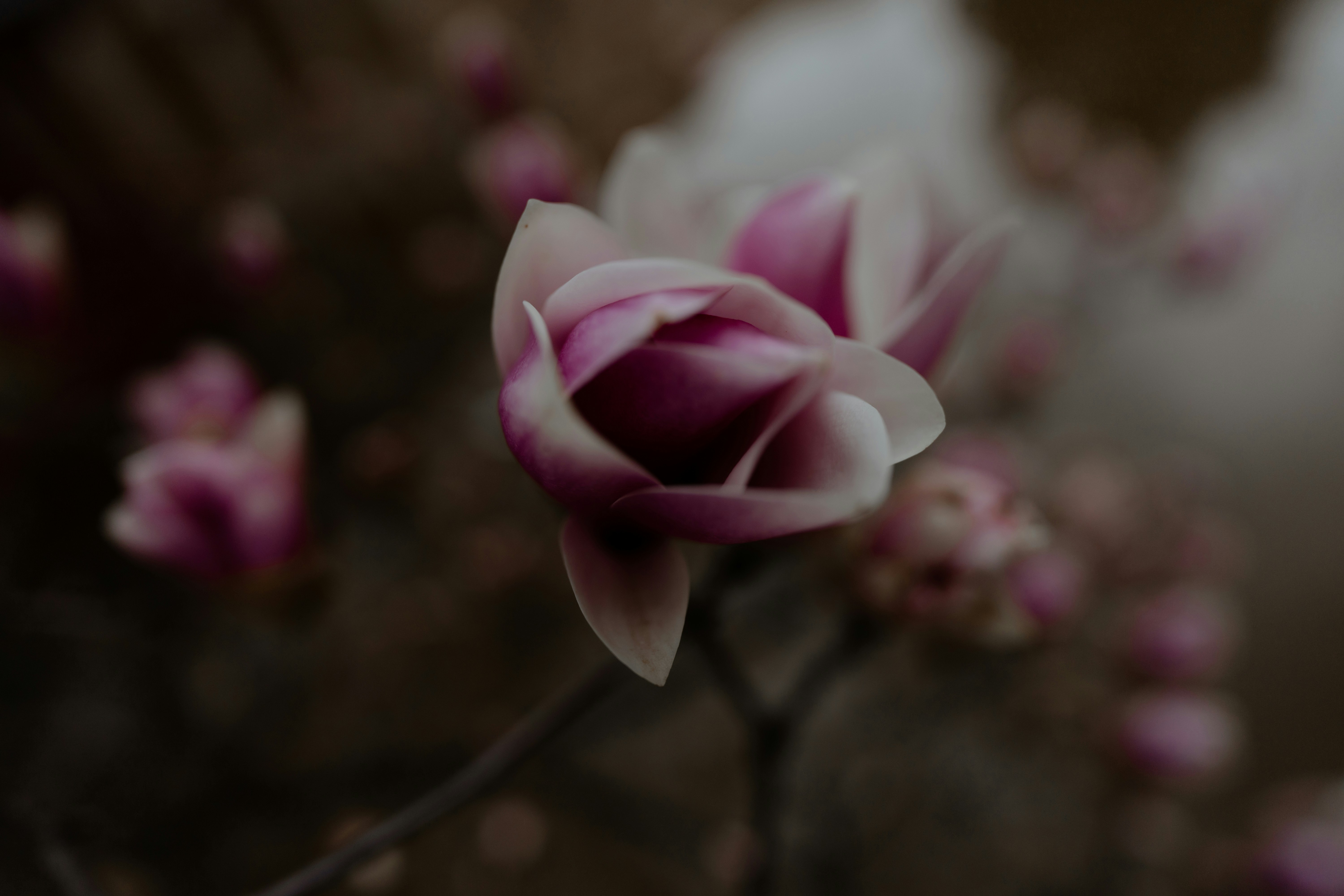 Photo by eugenechystiakov