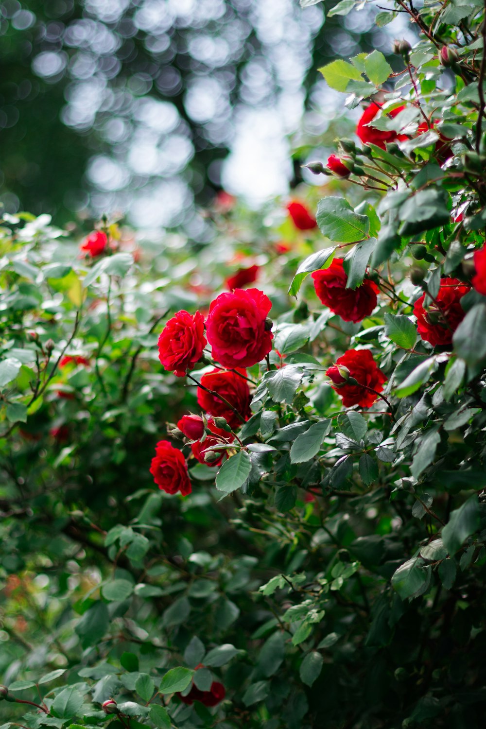 Rosas rojas en lente de cambio de inclinación