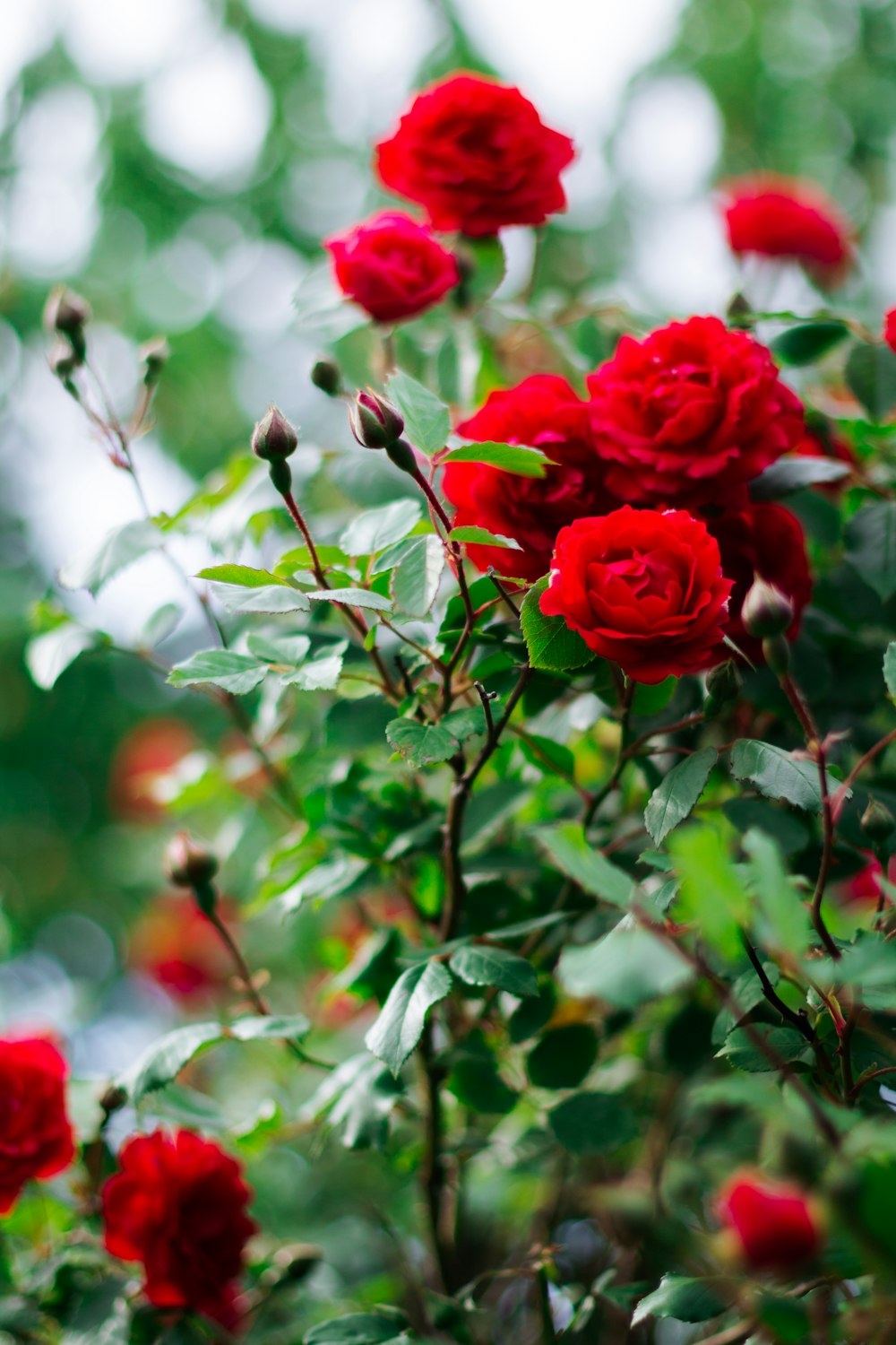 rosa rossa in fiore durante il giorno